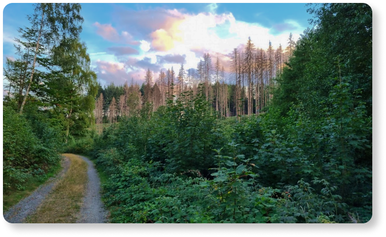 Ein Wanderweg durch einen lichten Wald. Die Sonne zeigt über einer Bergkuppe durch golden leuchtende Wolken.